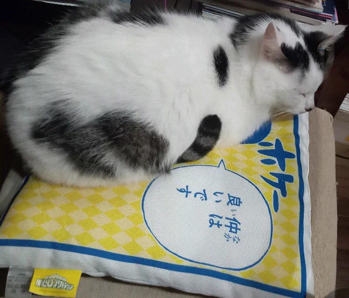 猫が言ってるみたいに見える 