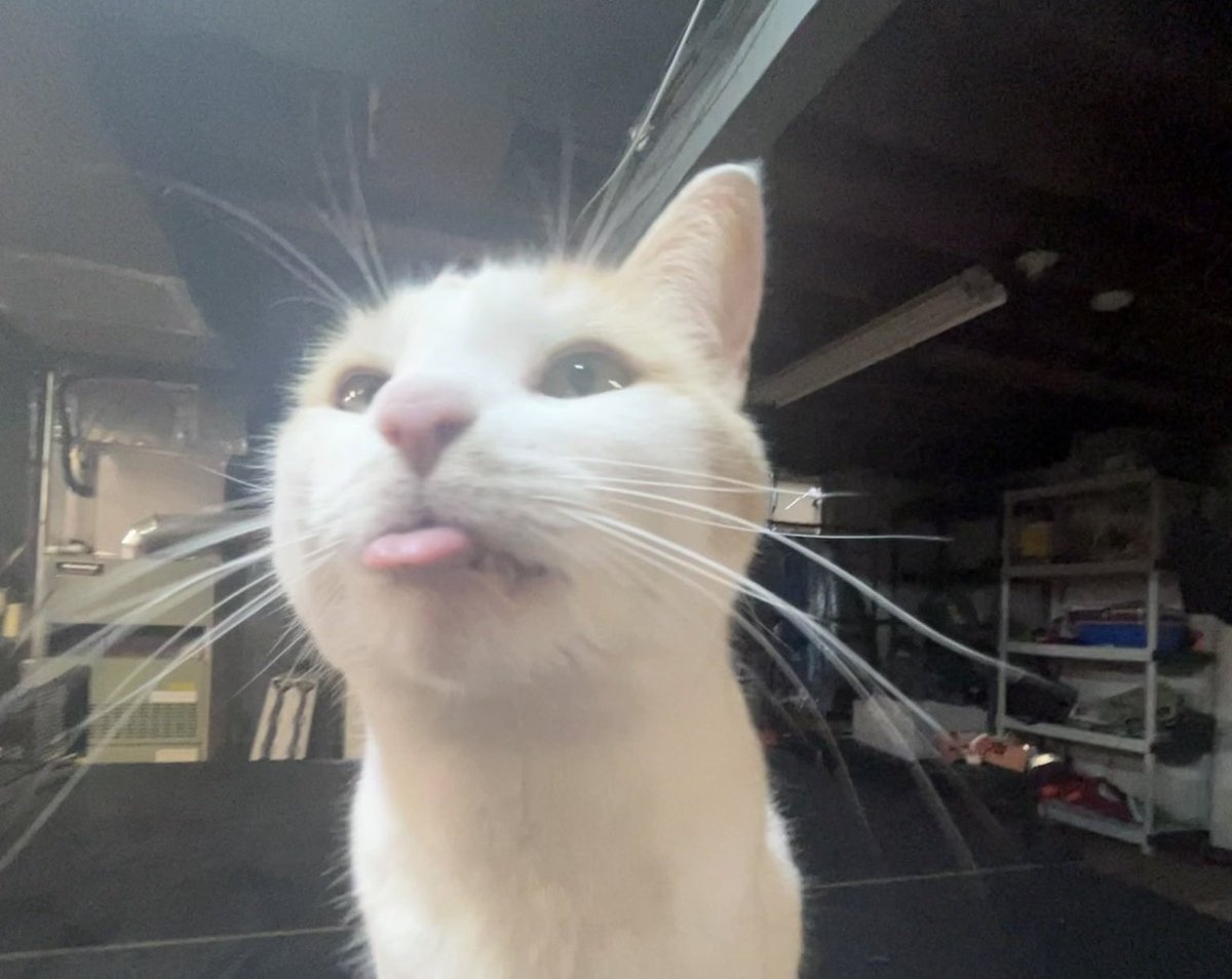 ´ (@catssoob) on Twitter photo 