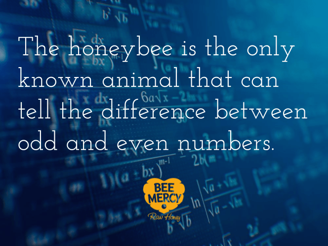 beemercyuk's tweet photo. All within a 2mm brain....
#lovebees #savethebee #beemercy #honey #rawhoney
https://t.co/Jpv3LAoBX9 https://t.co/kqrC6HUwHU