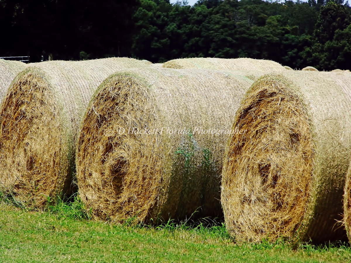 dhackett4150's tweet photo. Late summer is when #hay is harvested and rolled into large #hayrolls and is a sure sign that autumn fall is not far away Florida https://t.co/nuvjzNVaGs https://t.co/W5GdIsJKhQ