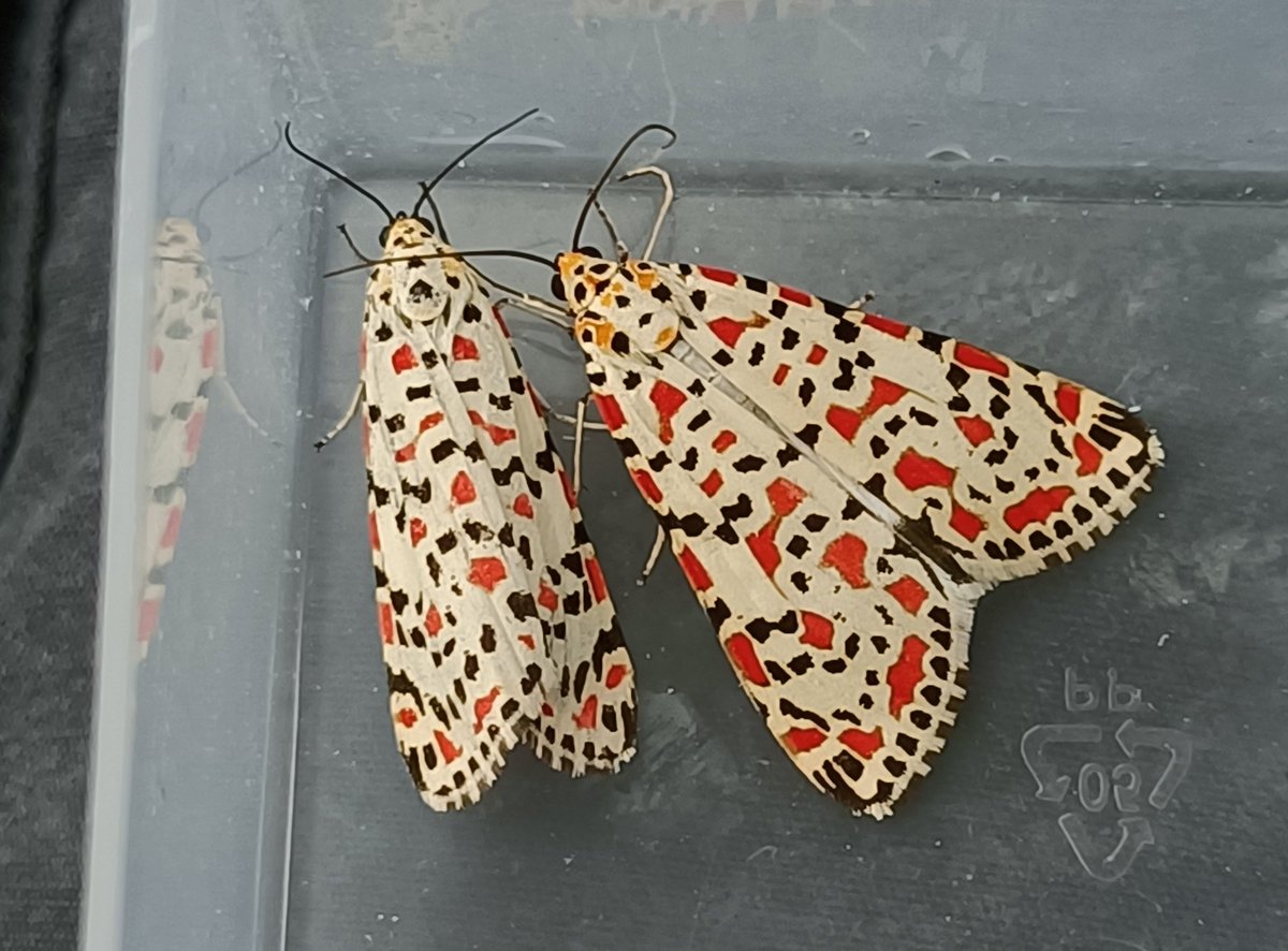 Absolutely buzzing... Just found 2, yes TWO Crimson Speckled on Dunwich beach just before the deluge hit. Dreamland! @BritishMoths #MothsMatter