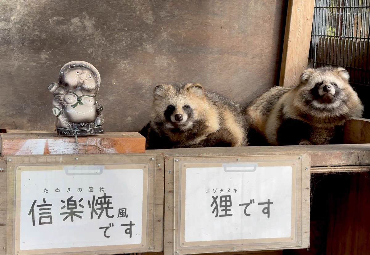 たぬき おびひろ動物園［公式］ on X: 