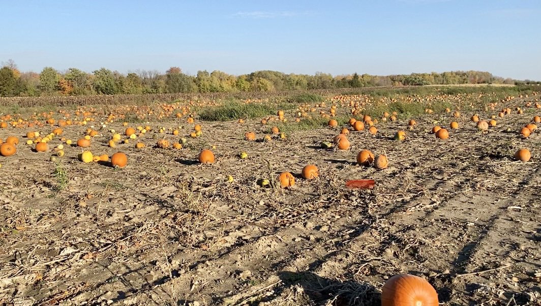 With beautiful weather, reservations are highly recommended. Please book through our website to guarantee entry.

We will allow Walkins only when we have space.

Our pumpkin patch is 6 acres!  We have Empire &amp; Red Delicious for picking.

Please leave your pets at home.

#apples