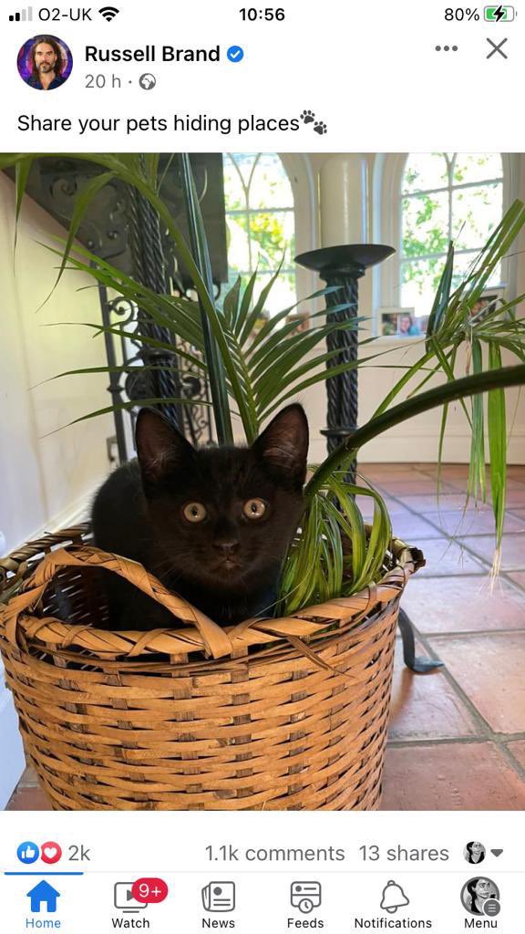 .<a href="/rustyrockets/">Russell Brand</a> Russell Russell there is a revolution happening in #Iran and you’re posting pics of your cat’s hiding places 😀

Be the voice of #iran 
#IranRevoIution2022 #iranprotest2022 
#WomanLifeFreedom 

💚🤍❤️