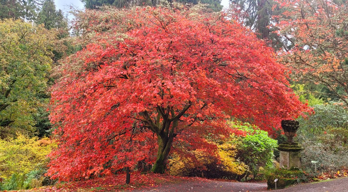 Catbell74's tweet photo. Stunning #autumnal colours at Dawyck Botanical gardens #autumn #botanics #Scotland #tweedvalley #scottishborders #NaturePhotography #gardens @TheBotanics @Dawyck @DawyckThe @TweedGo @TweedValleyUK @ComeSeeScotland @BBCScotBorders @VisitScotland @scotgardens https://t.co/jDKuXlLP7p