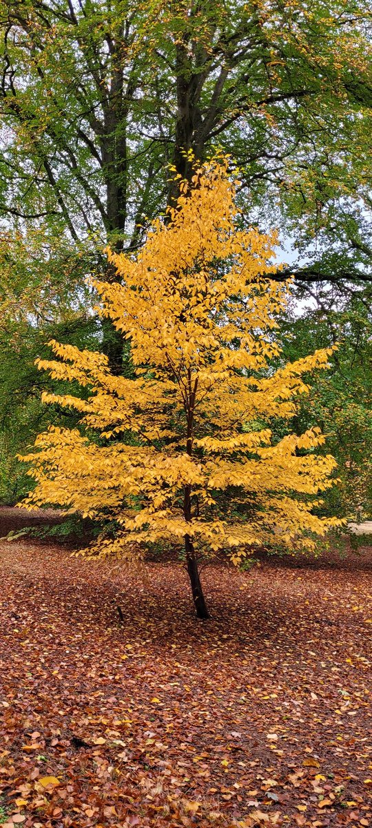 Catbell74's tweet photo. Stunning #autumnal colours at Dawyck Botanical gardens #autumn #botanics #Scotland #tweedvalley #scottishborders #NaturePhotography #gardens @TheBotanics @Dawyck @DawyckThe @TweedGo @TweedValleyUK @ComeSeeScotland @BBCScotBorders @VisitScotland @scotgardens https://t.co/jDKuXlLP7p