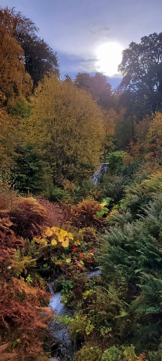 Catbell74's tweet photo. Stunning #autumnal colours at Dawyck Botanical gardens #autumn #botanics #Scotland #tweedvalley #scottishborders #NaturePhotography #gardens @TheBotanics @Dawyck @DawyckThe @TweedGo @TweedValleyUK @ComeSeeScotland @BBCScotBorders @VisitScotland @scotgardens https://t.co/jDKuXlLP7p