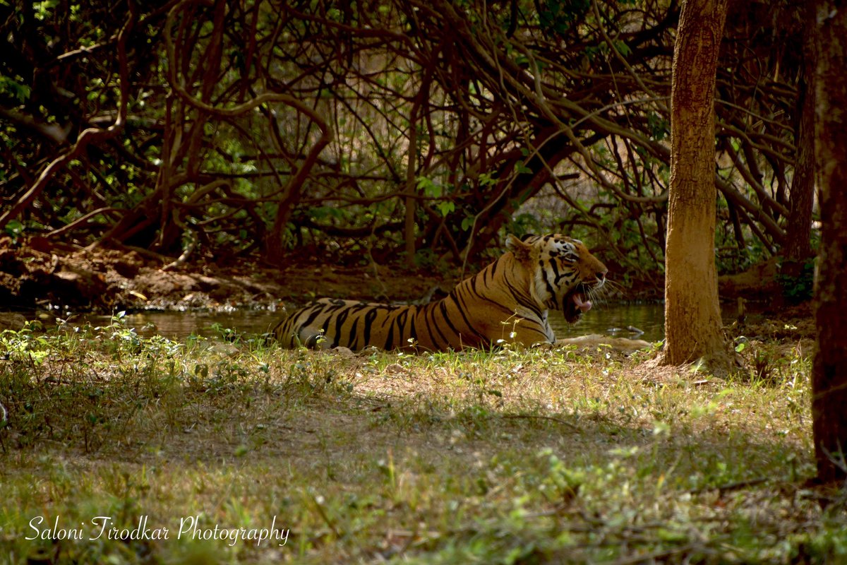 Sunday mood: Tala.

🐅: Tala.
🐯: Panthera tigris.
📷: @WildlifeSaloni 
📍: Tadoba Andhari Tiger Reserve, Maharashtra.

#salonitirodkarphotography #tiger #tigerphotography #tigerphotos #panthera #pantheratigris #tala #tadobaandharitigerreserve #wildlife #wildlifephotography