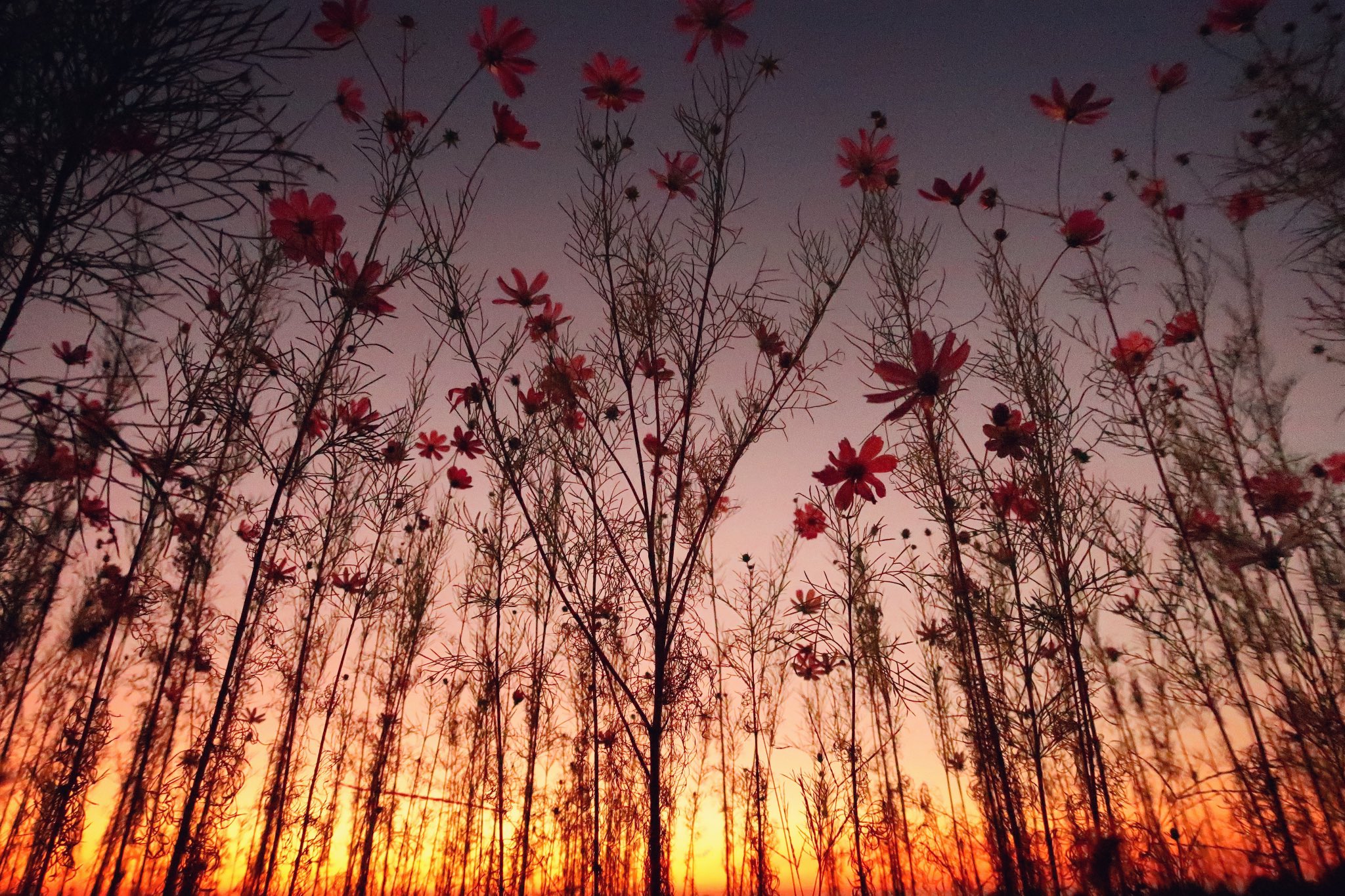 夕焼け空 Twitter Search Twitter