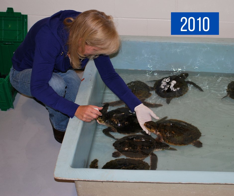 We are now in the #SeaTurtle intake "hot" zone — or should we say "cold-stunning" zone?

Since 2000, only 5 cold stun seasons have started before this day. In fact, two cold stun seasons started on October 23 (2008 + 2010), and two seasons started on October 25 (2003 + 2004).