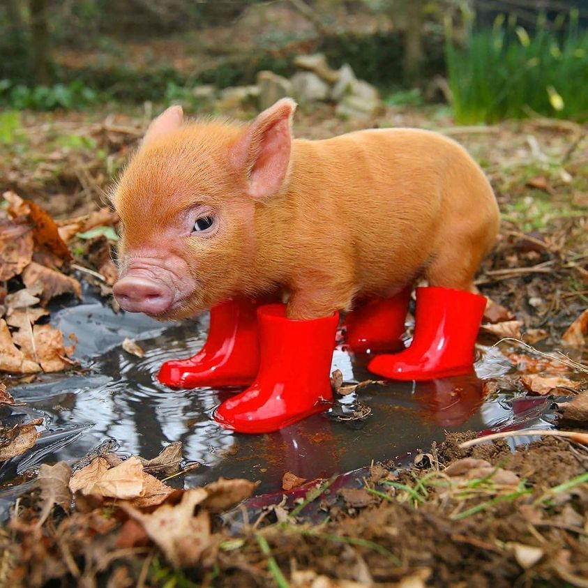 PennywellFarm's tweet photo. Just a pig in wellies to brighten your day! β¨π·
#pennywellfarm #pig #wellies #minipig #minipiglife https://t.co/Z4EADdRmIh