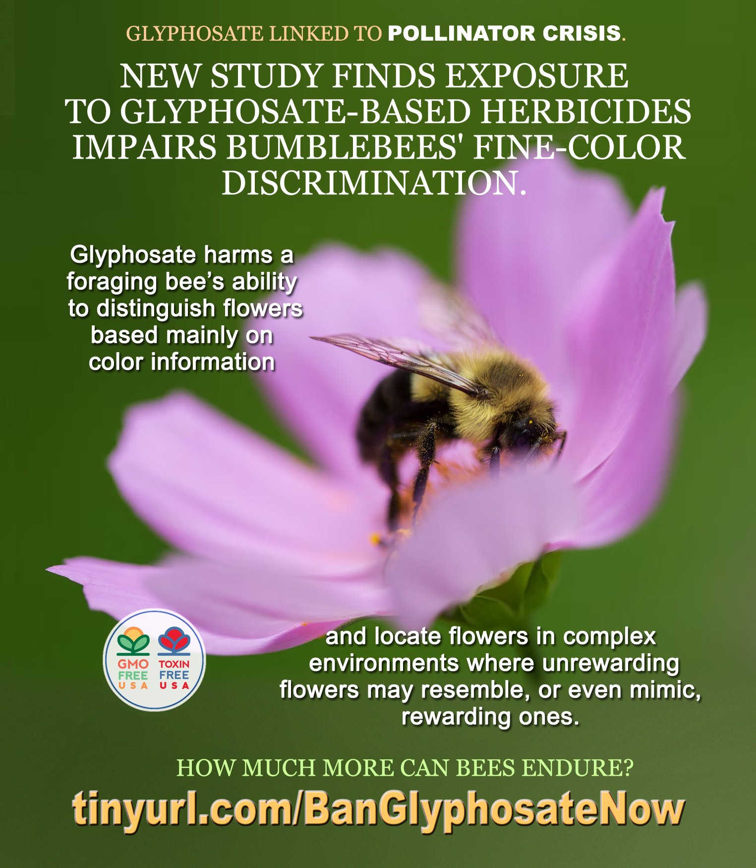 Study shows glyphosate impairs learning in bumblebees