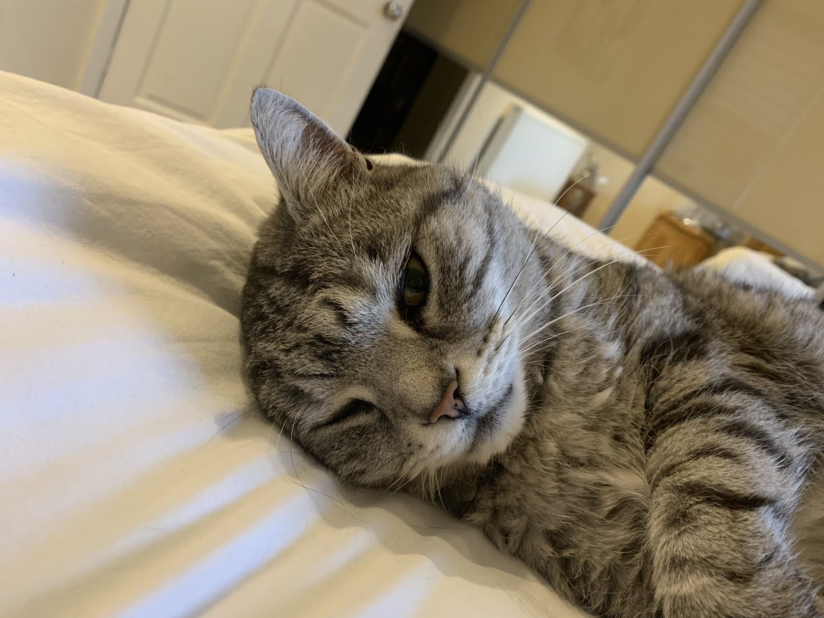Maxsupercat1's tweet photo. I’m supposed to be looking after my poorly mum but I can’t keep my eyes open.😸 https://t.co/BLdcX1tdbH
