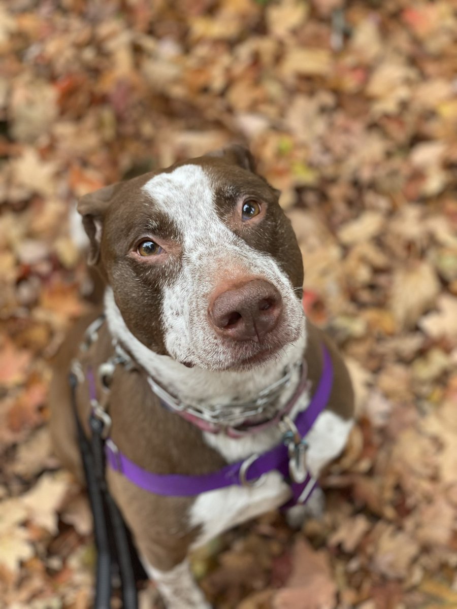 Making up for 3 days of homecoming neglect with a long walk and fall photo shoot! (Shelby earned multiple treats for sitting so pretty)