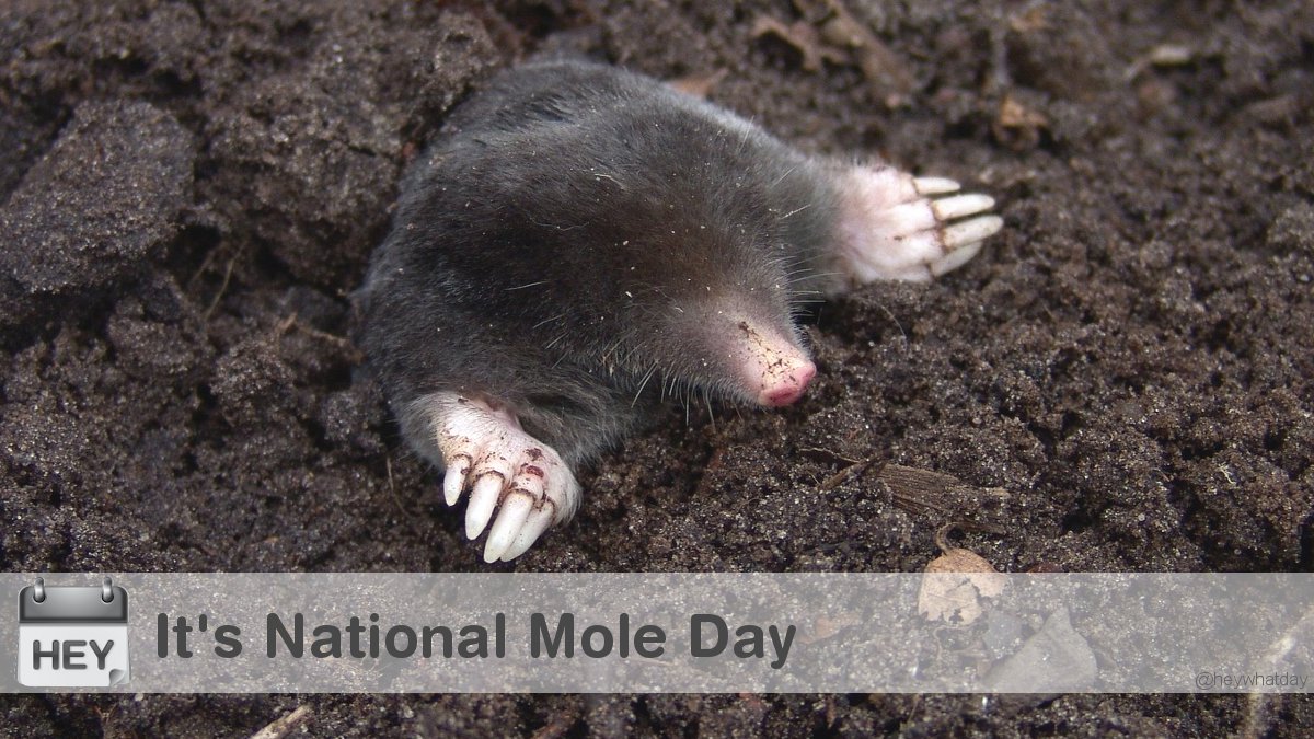 It's National Mole Day! #NationalMoleDay #MoleDay #Mole