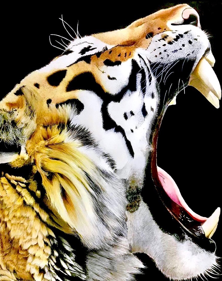 「色鉛筆で描いた虎 」|石川@色鉛筆のイラスト