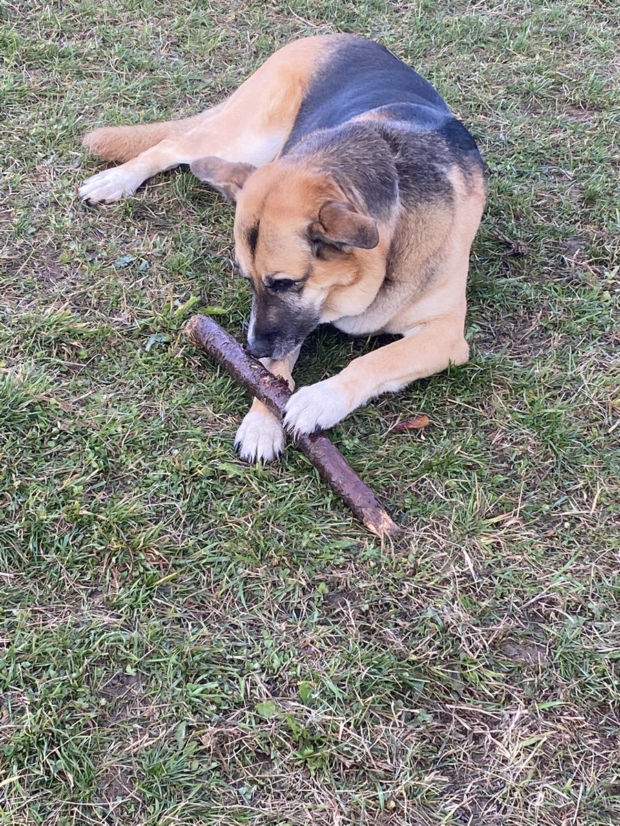 Tigger0714's tweet photo. @jannarden This is my Sadie girl🙂❤️. She loves sticks🙂😂 https://t.co/Kg0nWFFOpr