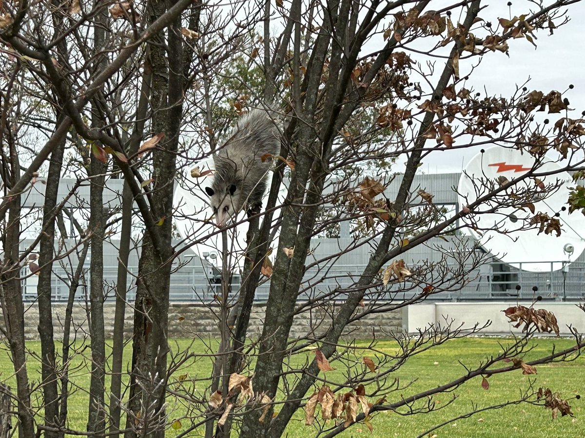 chris_sowers's tweet image. I wasn’t expecting to see this as I was walking back from City Ave after a live weather hit this morning. Hello there little friend!