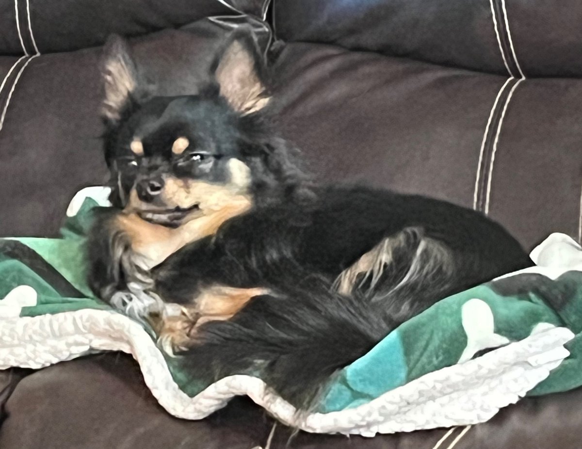 Rocky has the best solution to snow. He snuggles and snoozles on a blanket! #dogsoftwitter