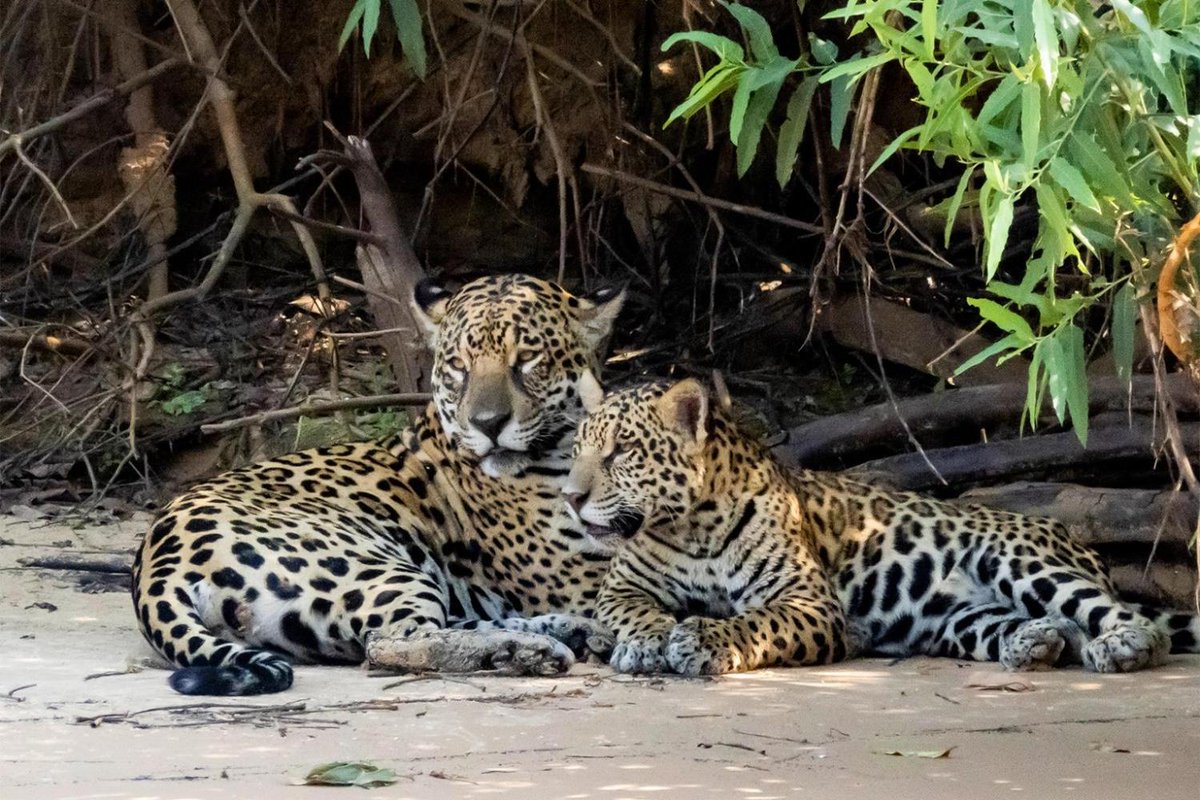 Mongabay tweet media