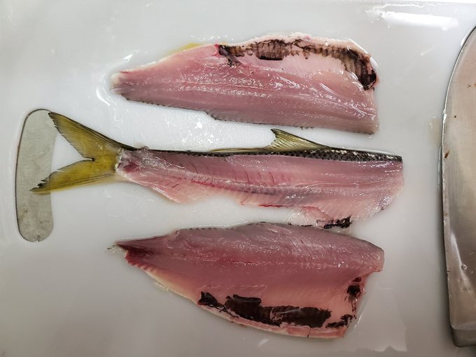 コノシロを順次捌いてイくぅ⤴️ 