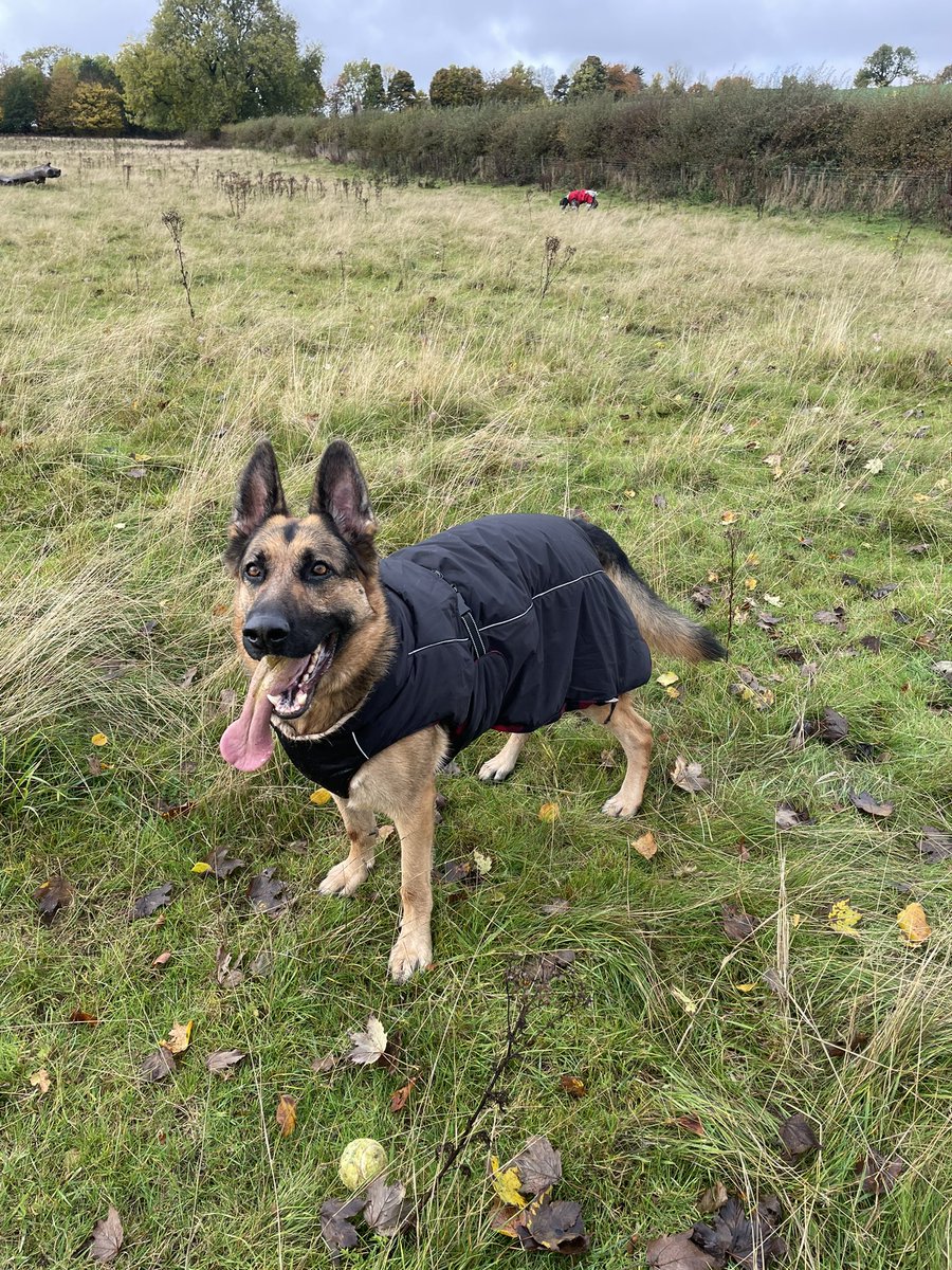 KBurrows240617's tweet image. New waterproof coats for the boys 🐾 💦 🌧 🍂