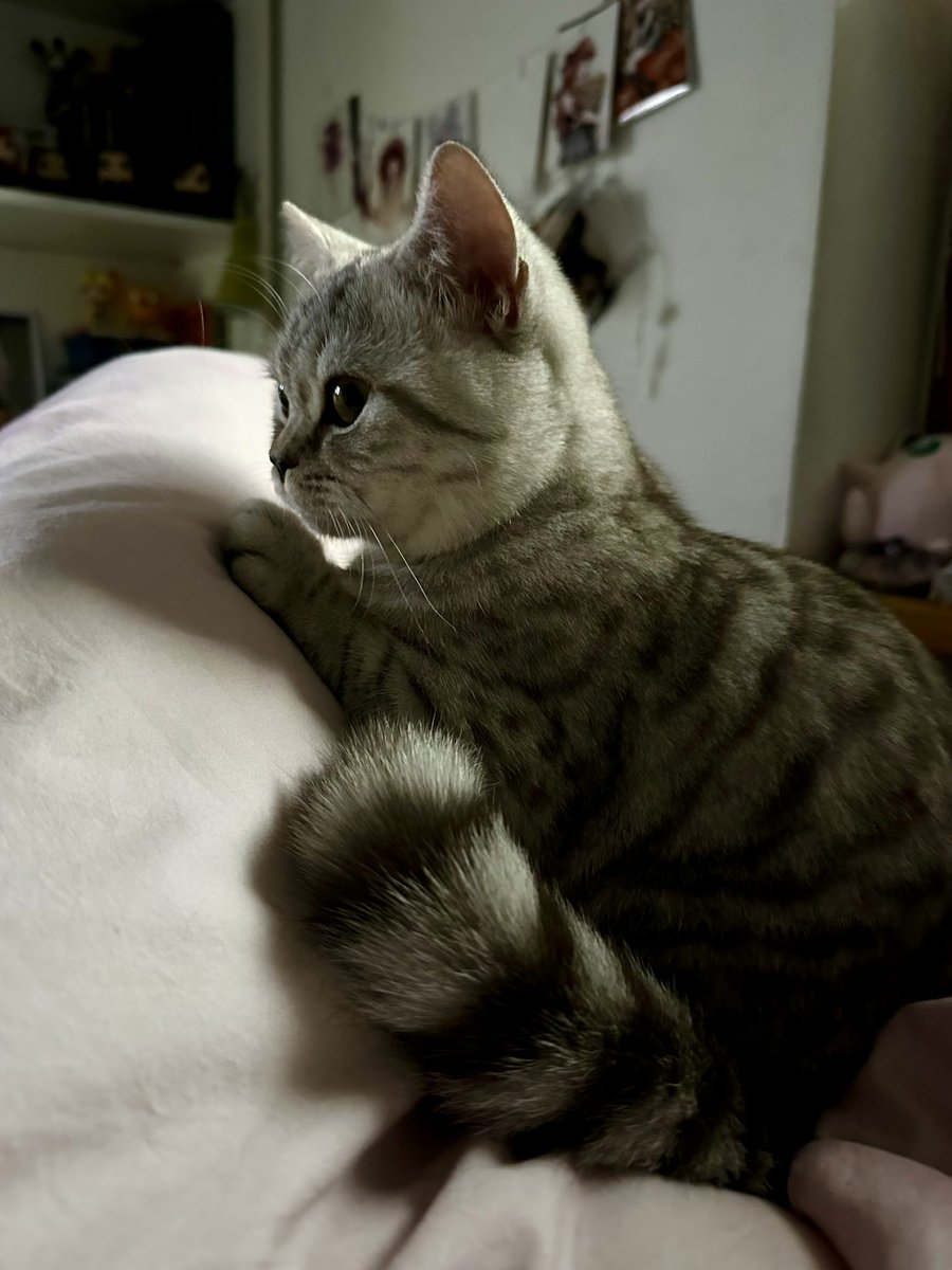 taddllicious's tweet photo. Karma is a cat purring in my lap cause it loves me #MidnightsTaylorSwift https://t.co/t2fdqnzV7p