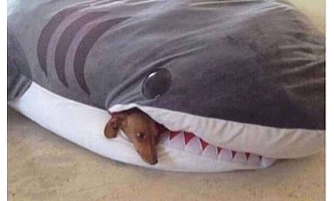 jimrosecircus1's tweet image. The shark has a loose canine.