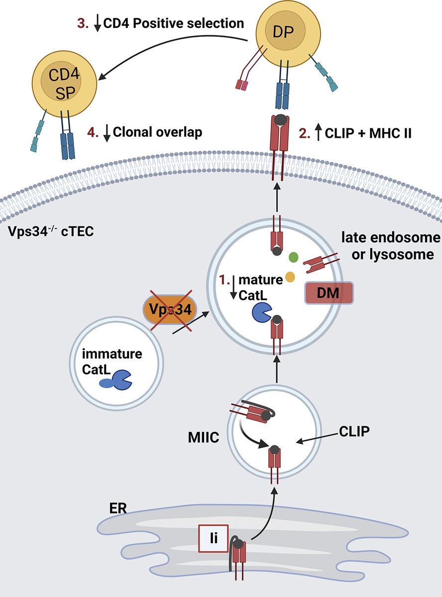 Postoak et al. describe a novel role for the lipid kinase Vps34 in controlling the production of self-peptides optimized for selection of CD4 but not CD8 T cells. bit.ly/3chRE63 From our #Tolerance & #Autoimmunity collection: bit.ly/3s1wMnT