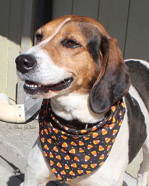 TheGlassPantry's tweet photo. My sweet new #rescuedog. ❤️ Picked her up yesterday from the #jacksoncountyoregon Animal Shelter.  They are so good at what they do there! This lovely girl is about 2 yrs old and is so sweet, affectionate, calm, quiet and ready for lots of outdoor activities 🤗🤗🤗🐾🐕❣️ https://t.co/Cgzym9RdB9
