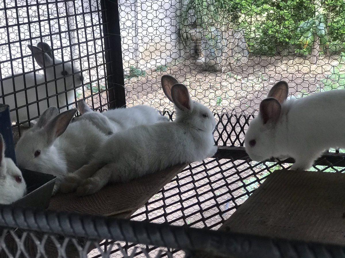 ON SALE❗️❗️
Breeding stock rabbits
California hybrid weaners
Age 5 to 8 weeks 
Price $10 each
Location: Bluffhill, Harare
Pliz retweet my client could be on your TL
Call/App 0774342643 or WhatsApp link wa.me/263774342643
<a href="/terrymap1/">The Prince Machiavelli</a> 
<a href="/iMisred/">MISRED</a> <a href="/redmarketsunday/">Red Market Sunday</a> #redmarketsunday