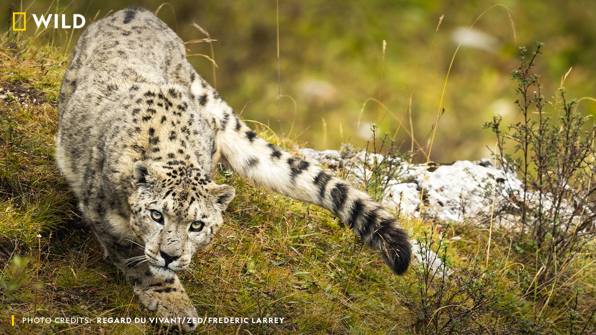 Deadlines be like. Pictured here is a Snow Leopard. #InternationalSnowLeopardDay #DidYouKnow: Reaching upto 105 cm long, a Snow Leopard's tail can easily wrap around it and offer it warmth.