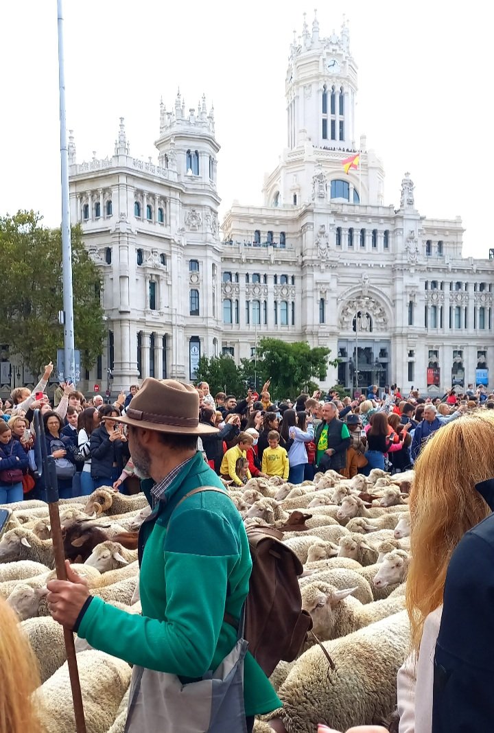 La Fiesta de la Trashumancia pasa un año más por Madrid 🐑⛲
