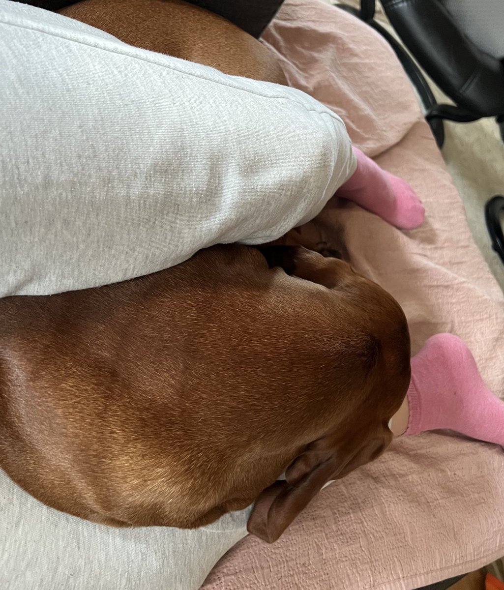Keeping mum warm.  She appreciates my effort.  #dogs #dogsoftwitter #vizsla