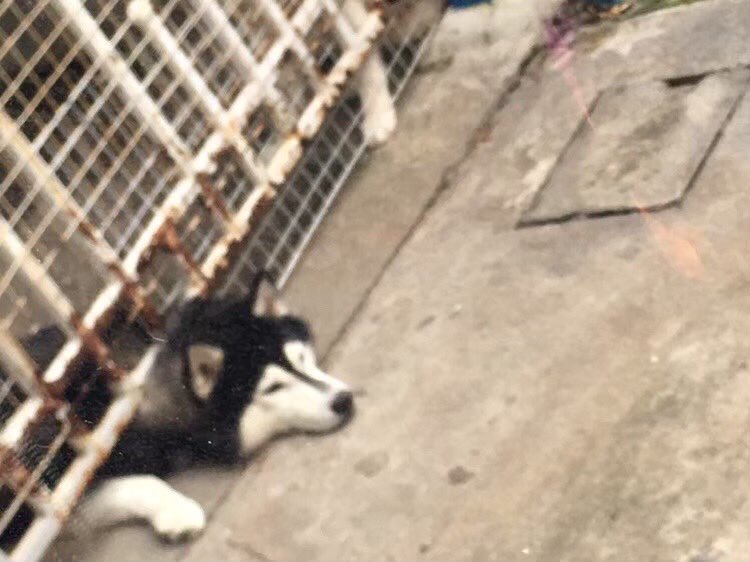 Gap_Neighbour's tweet photo. บ้ายบายนะพี่เด้อ ขอบคุณสำหรับ 8 ปีกว่าที่อยู่ดูแลคุณเพื่อนบ้านแก๊ปน้าาา
.
พวกเราเนเบอร์ขอร่วมส่งพี่ไรเดอร์ AKA พี่เด้อของหมู่บ้านณรงค์กรกลับดาวหมา
.
และขอส่งกำลังใจให้คุณเพื่อนบ้านแก๊ปด้วยนะค้าบบบ @gap_gap14
.
❤️🐾🦴🐕✨🌟
.
#GapNarongkorn
#GapsNeighbour
#เพื่อนบ้านของแก๊ป https://t.co/HU9glj9mEs
