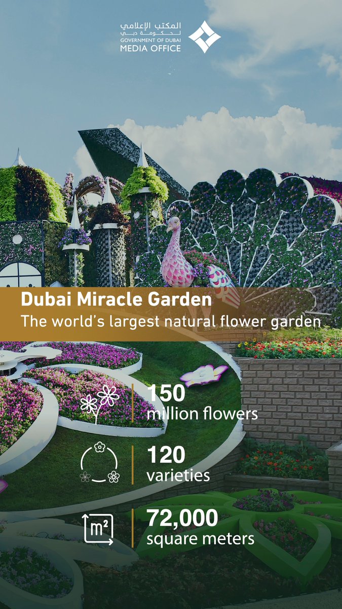 DXBMediaOffice's tweet photo. #Dubai Miracle Garden 
The world’s largest natural flower garden

150 million flowers 
120 varieties
72,000 square meters https://t.co/JuTx5kgtb6