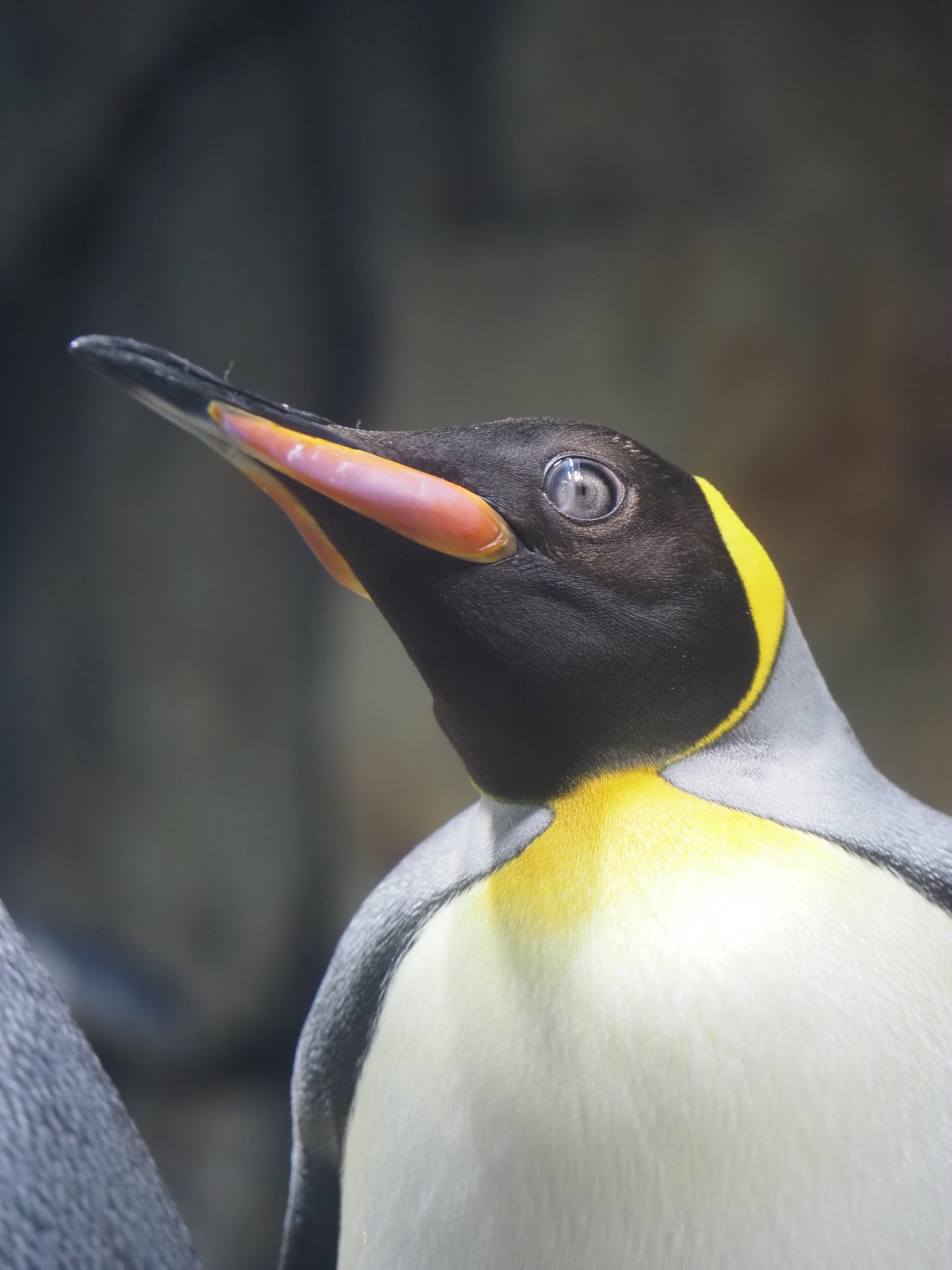 最旬ダウン 日本水族館立体生物図録第4弾 オウサマペンギン キングペンギン その他 V Pravda Ru