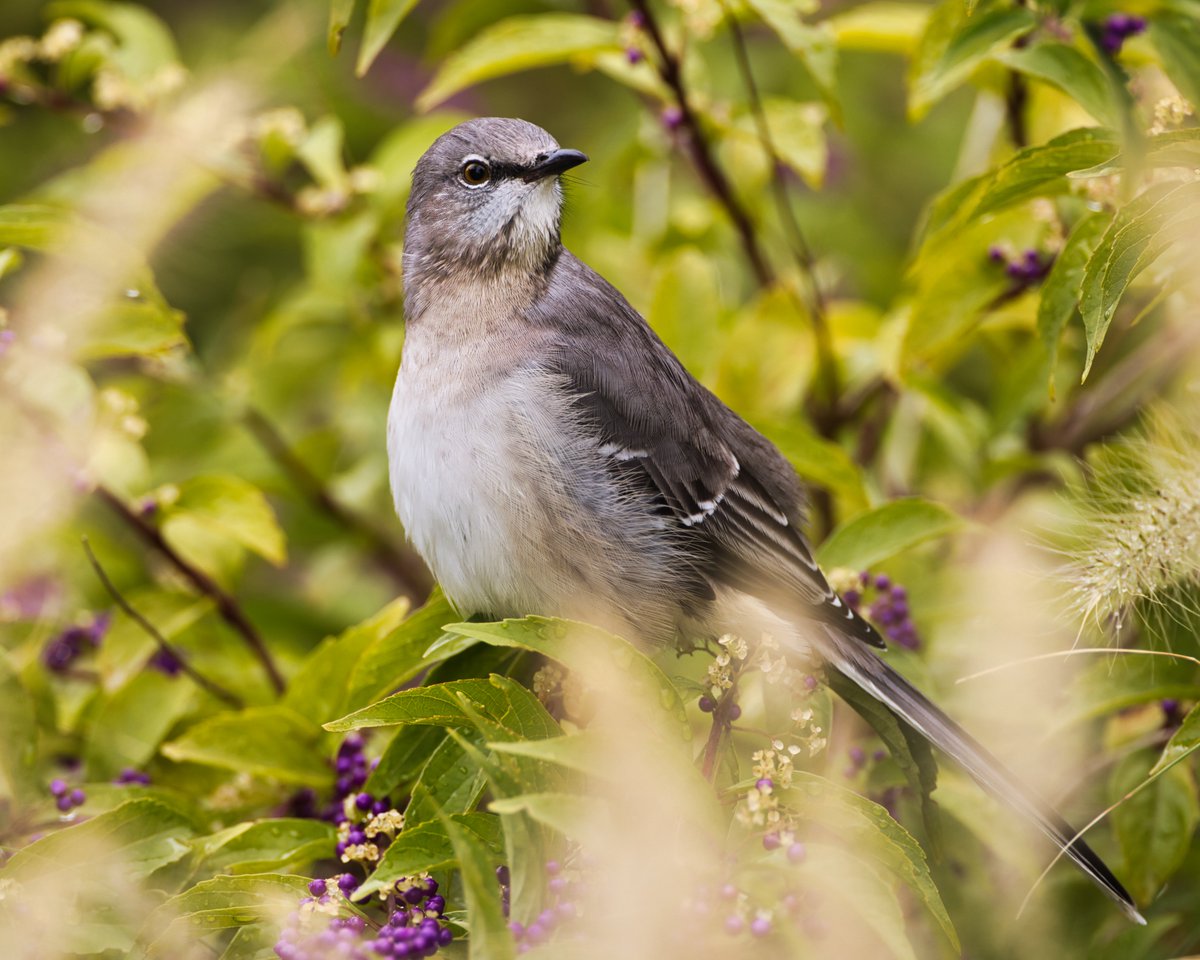 A northern mockingbird eating purple berries in the River's Edge Garden on Randall's Island earlier this month. #northernmockingbird #mockingbird #riversedge #garden #randallsisland #nycparks #birds #birding #birdwatching #nature #wildlife #canonphotography #luminarneo