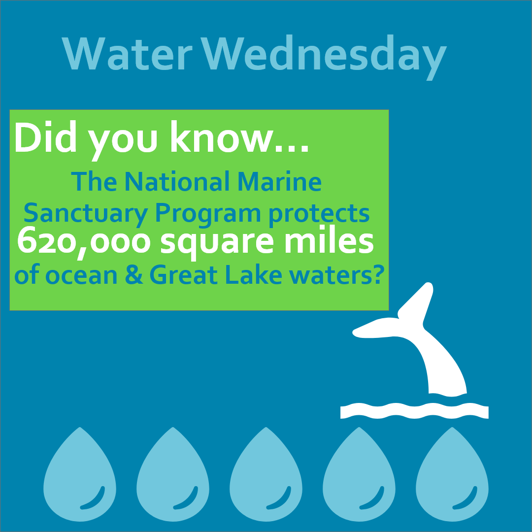 RIEEAConnects's tweet photo. Welcome to our 1st #WaterWednesday post where we will share a fact or action item about water. It covers 71% of the Earth's surface!🌍A bonus fact: on Oct. 23, The National Marine Sanctuary Program @NOAASanctuaries turned 50!🙌🏽What do you know about #MarineSanctuaries?🌊⁠ https://t.co/1R8m8wvmoS