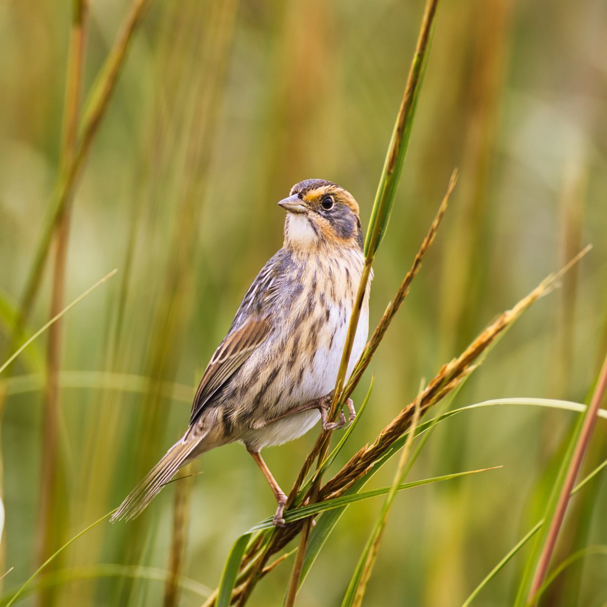 A saltmarsh sparrow (Ammospiza caudacuta) at the Bronx Kill Saltmarsh on Randall's Island. These are endangered birds who stop by to eat the grass seed during migration. #saltmarshsparrow #sparrow #AmmospizaCaudacuta #randallsisland #saltmarsh #bronxkill #nycparks #birds #birding