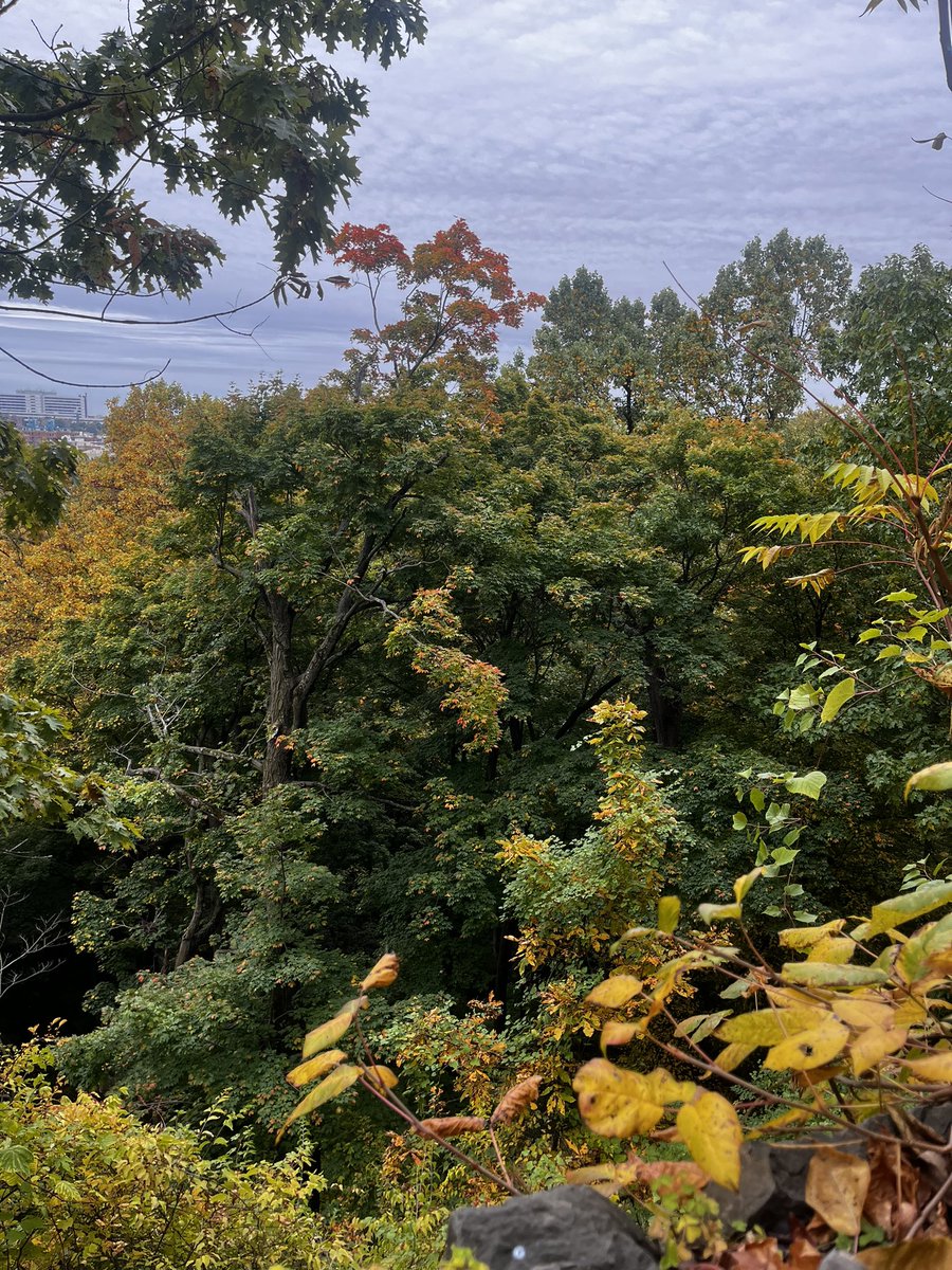 Siouxcq523's tweet photo. #nycfall #colorsofautumn #inwoodnyc #inwoodhillpark @NYCParks #fallcolors https://t.co/951tHFk2NE