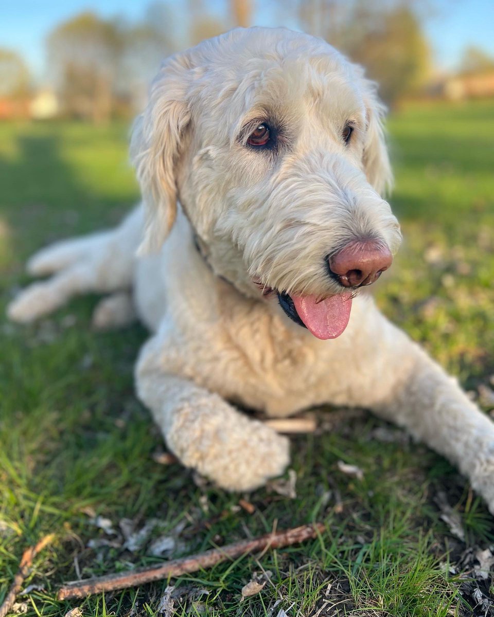AshleaJoyce24's tweet photo. @jannarden #shandy and #Wolfie #goldendoodle #goldenretriever #dogsforlife https://t.co/BN9EZ6u4Q8