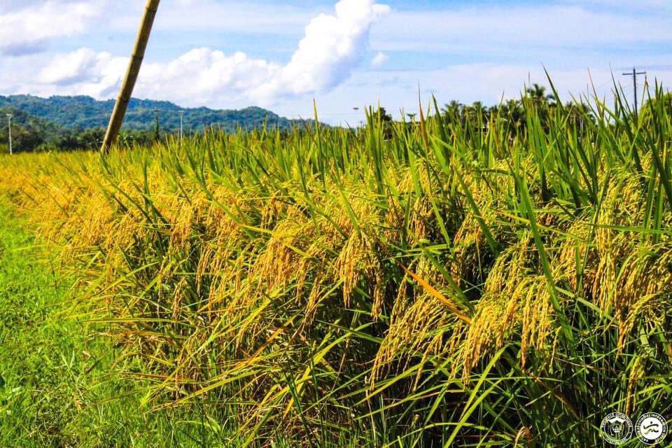 arif4science's tweet photo. #GoldenRice cultivation and harvesting started in the Phillipines. #GMO wins. @FarmingFutureBD @ScienceAlly @eat_modified @Bt_eggplant @BTIscience @CornellGlobal @Ftfpotatopjt @CANRatMSU @SheilaAfrica @mark_lynas https://t.co/Fx1ktxolxu