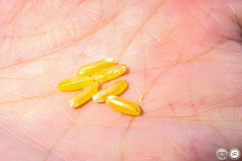 arif4science's tweet photo. #GoldenRice cultivation and harvesting started in the Phillipines. #GMO wins. @FarmingFutureBD @ScienceAlly @eat_modified @Bt_eggplant @BTIscience @CornellGlobal @Ftfpotatopjt @CANRatMSU @SheilaAfrica @mark_lynas https://t.co/Fx1ktxolxu