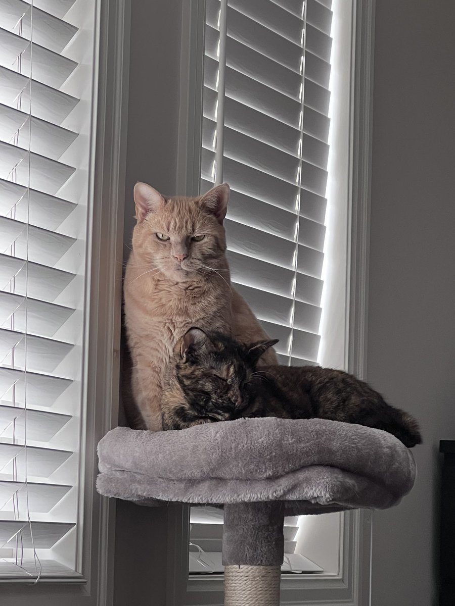 cassrobo's tweet photo. @jannarden Our two cats: Arthur and Nala https://t.co/U8FNij7Drz