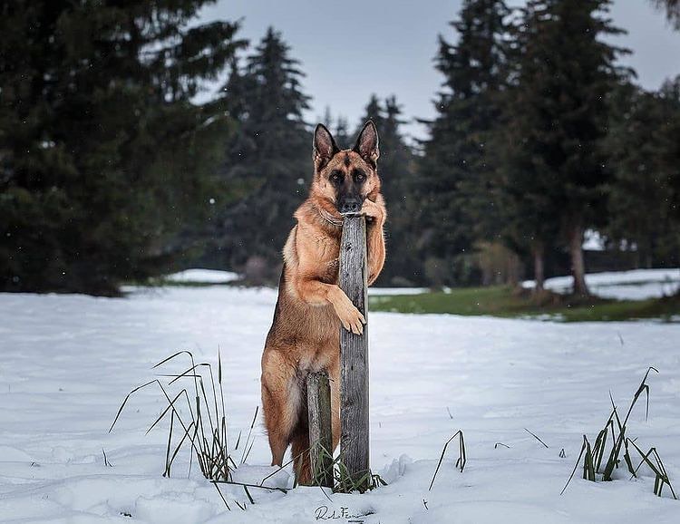 Tap❤️&amp; Comment on this photo if you love German shepherd 💝