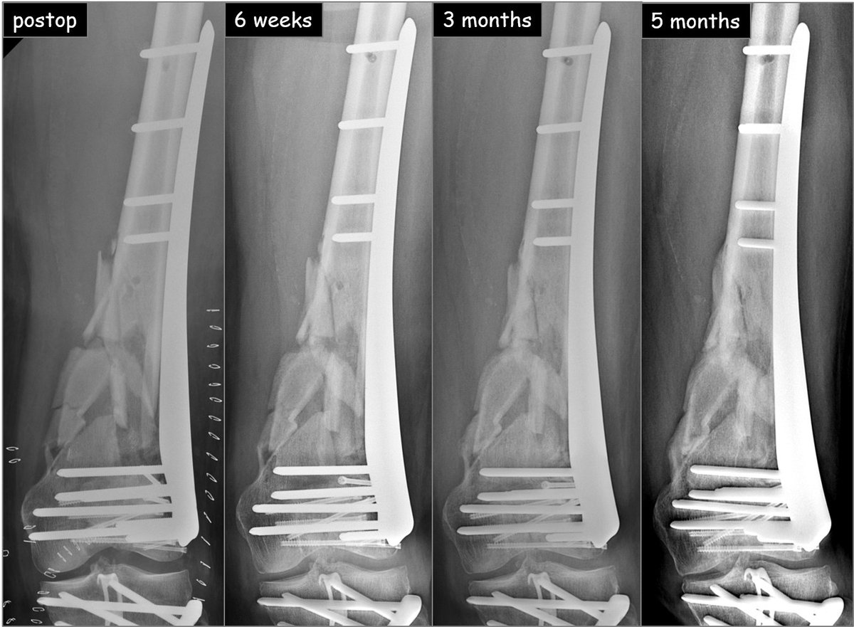 AO Foundation on Twitter "Our first event DKOU_Berlin features