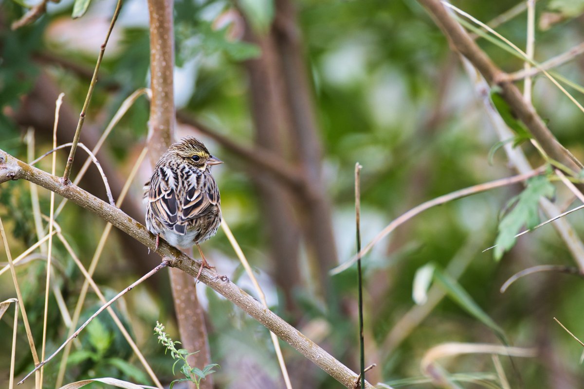 A Savannah sparrow (Passerculus sandwichensis) in the brush on Randall's Island earlier this month. #savannahsparrow #sparrows #PasserculusSandwichensis #birds #birding #birdwatching #nature #wildlife #randallsisland #nycparks #canonphotography #LuminarNeo