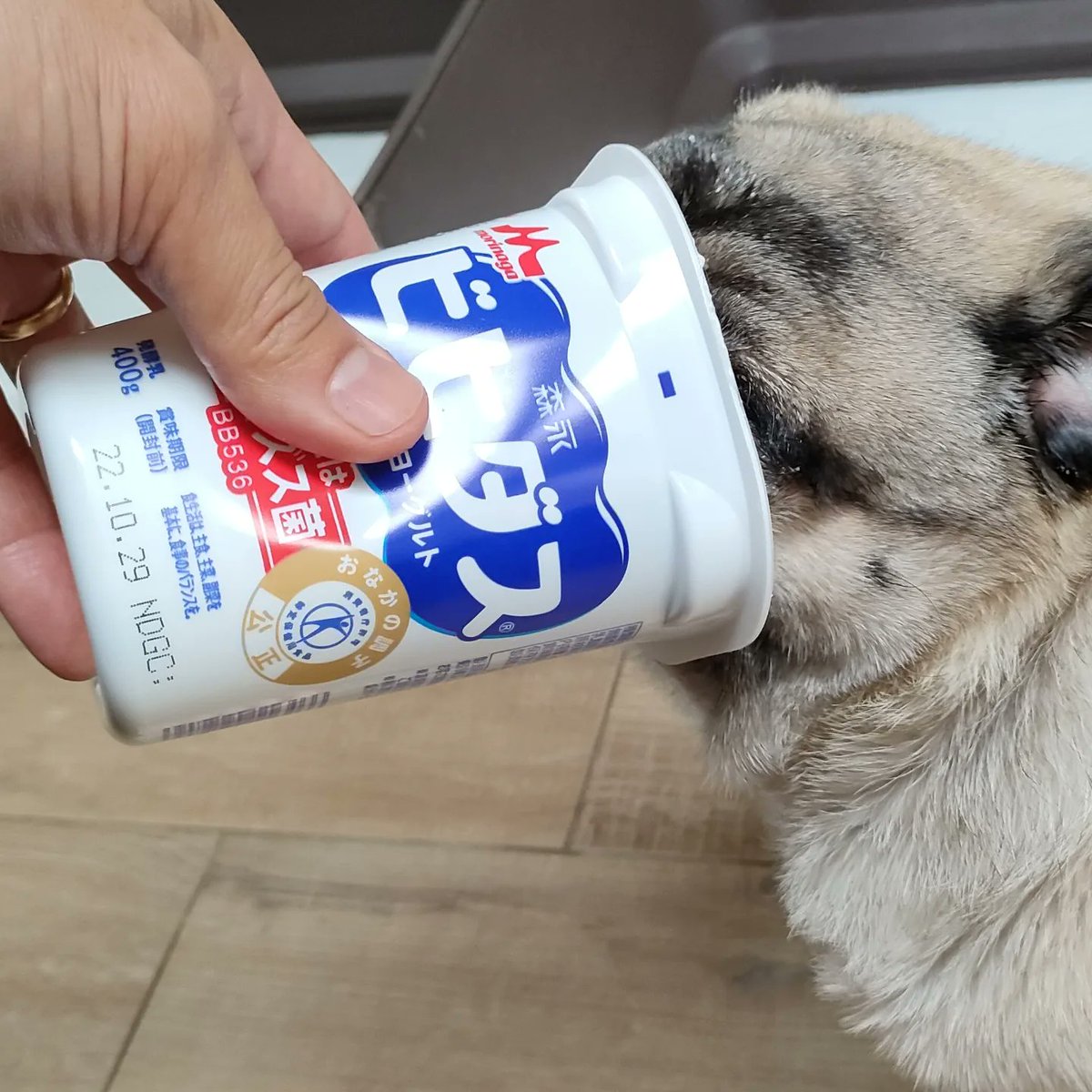 ocean220111's tweet photo. うちのパグはヨーグルト大好きです😋
容器に顔を突っ込んで、なめ回しています😅
顔にヨーグルトをつけて、満足気なぽこでした🐶

#パグ　#パグのいる生活　#ヨーグルト　#pug    #puglife  #Pugsoftwitter　#オーシャン　#愛犬 https://t.co/n6T7MDyzOA