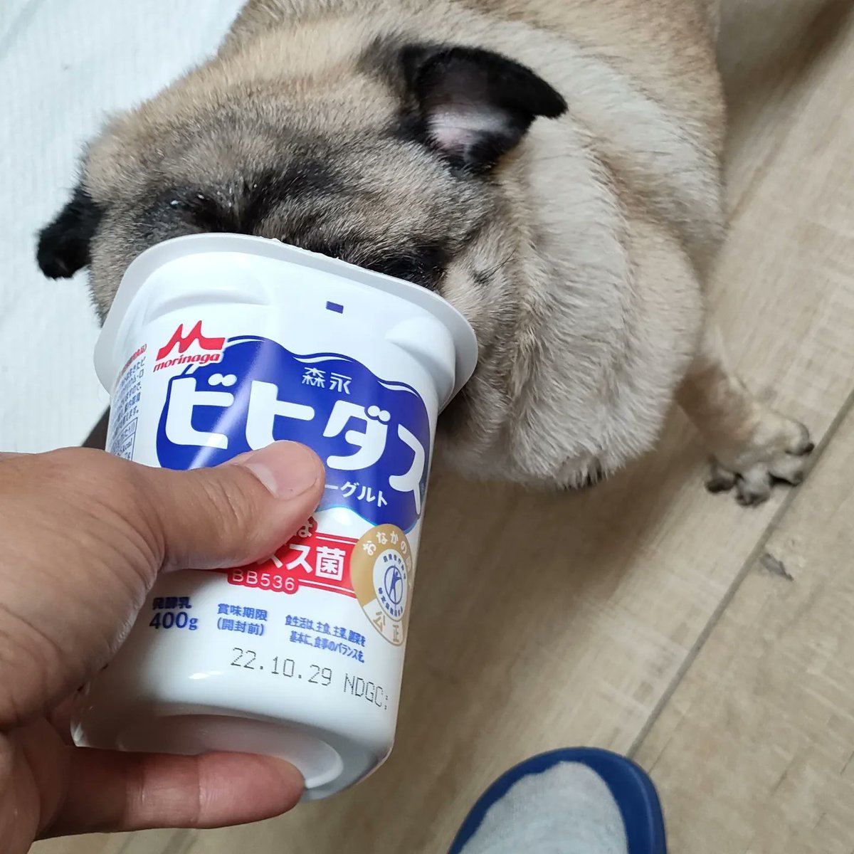ocean220111's tweet photo. うちのパグはヨーグルト大好きです😋
容器に顔を突っ込んで、なめ回しています😅
顔にヨーグルトをつけて、満足気なぽこでした🐶

#パグ　#パグのいる生活　#ヨーグルト　#pug    #puglife  #Pugsoftwitter　#オーシャン　#愛犬 https://t.co/n6T7MDyzOA